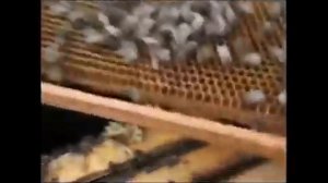 после зимовки сильно ослаб отводок или семья пчел и осталась матка с горстью пчел, что делать