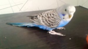 Какими овощами и фруктами можно кормить попугая ??