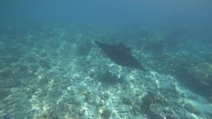 #2 Мальдивы. Куреду. Манта на домашнем рифе / Maldives. Kuredu. Manta on the home reef
