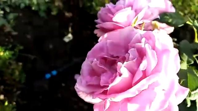 Обзор: Кармен вюрт - махровая роза смотреть онлайн