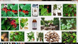 Адамов корень (Adams root)