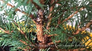 Елочка Picea glauca Conica // Пицея глаука Коника // Хвойное растение в комнатных условиях 7 месяце