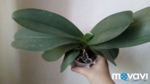 На все орхидеи напали трипсы/ Обзор орхидей после обработки/ успехи