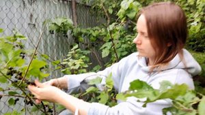 Сергей Шинкаренко - Мой урожай (Песня про дачу и огород)