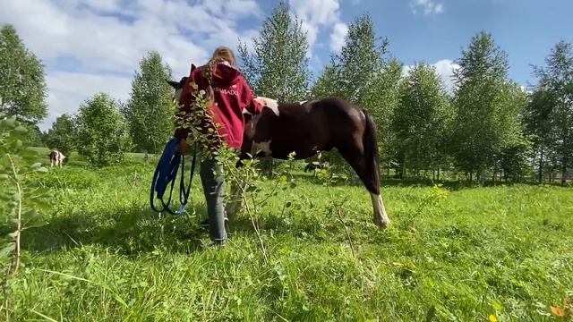 ОДИН ДЕНЬ из КОНЮШНИ Обстригла Хардину Гриву! / Работа в руках VLOG смотреть онлайн