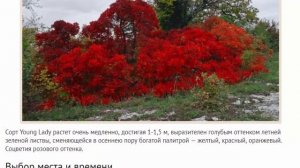 Неприхотливый кустарник скумпия в Подмосковье лучшие сорта и особенности выращивания