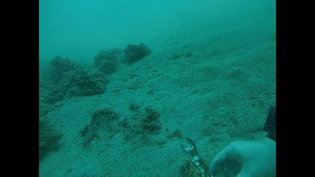 ДАЙВИНГ.КРЫМ.(DIVING.CRIMEA) ДАЙВКЛУБ NEMOSAPIENS.2021Г.