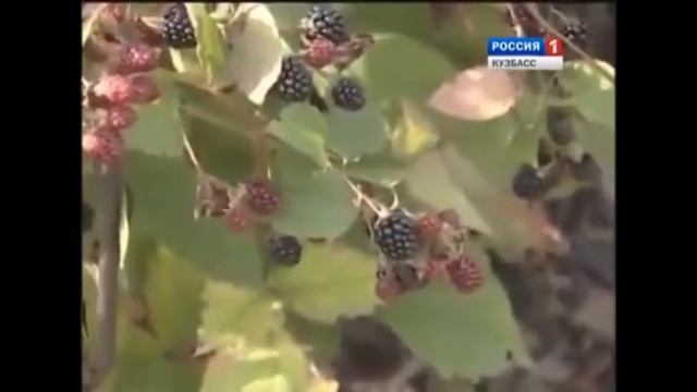 Cорт Черная малина. Посадка черной малины и уход. смотреть онлайн