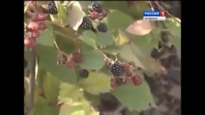 Cорт Черная малина. Посадка черной малины и уход.