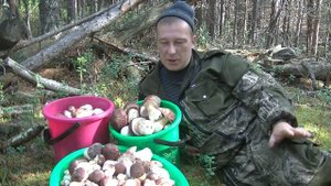 Цена на Самые Красивые и Дорогие Грибы на Ютюбе. Боровики-Белые за Копейки.