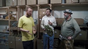 НЕ парьтесь свежими вениками! Как заготавливать веники для бани? Как хранить банный веник? Парение