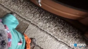 Как Басик заболел 🤒