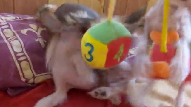 Китайские хохлатые щенки - самые шустрые в мире! смотреть онлайн