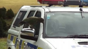 Попугаи кеа "разбирают" полицейскую машину