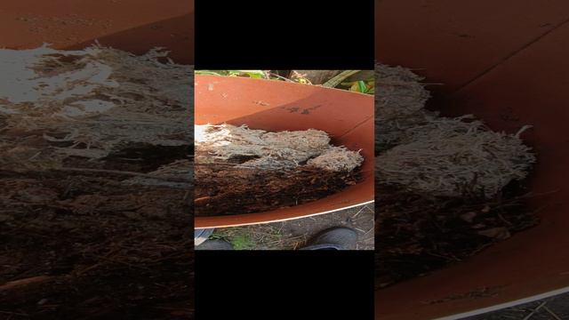 Приготовление торфа из... смотреть онлайн