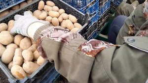 посадка пророщенного картофеля с ростками двухрядной сажалкой