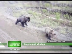 В Усть-Илимском районе медведь убил человека