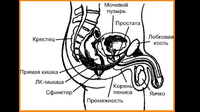 УПРАЖНЕНИЯ КЕГЕЛЯ