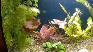 Прошло 3,5 месяца. Запуск аквариума 250 литров