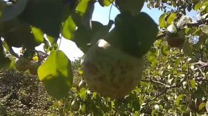 Осенняя груша. "Ноябрьская".