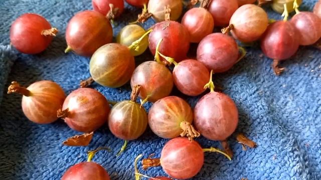 Помидоры, варенье, перец, смородина и крыжовник смотреть онлайн