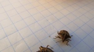 КЛОП ЯГОДНЫЙ ЩИТНИК (dolycoris baccarum). Никита Нюняев. Одесса сентябрь 2017