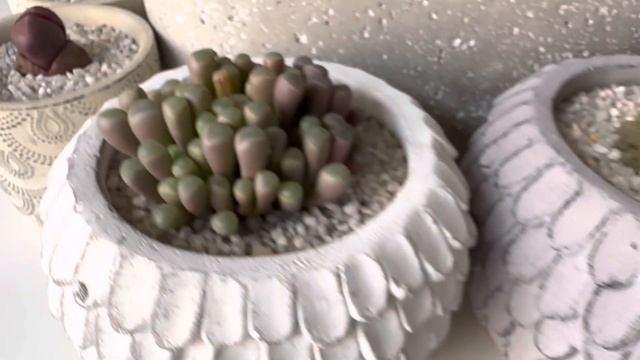 Литопсы/ Lithops. Что делать с литопсом, если он не полинял, а скоро лето? Обзор аизовых. 11.05.202 смотреть онлайн