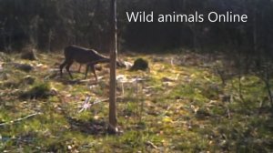 Как сделать солонец для лося, косули, кабана / Солонец заработал  / Видео с фотоловушки