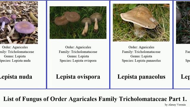 List of Fungus of Order Agaricales Family Tricholomataceae Part 2. melanoleuca lepista hypsizygus смотреть онлайн