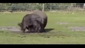 НОСОРОГ В ДЕЛЕ! НОСОРОГ ПРОТИВ Львов, Бегемота, Слона, Буйвола, Жирафа и даже автомобиля.