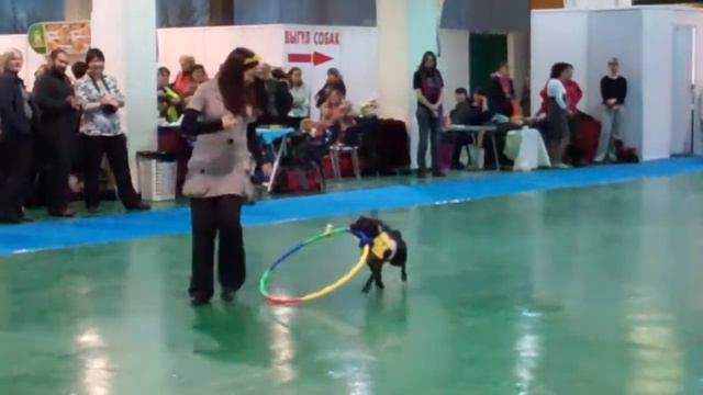 Английский стаффи Дива на выставке смотреть онлайн