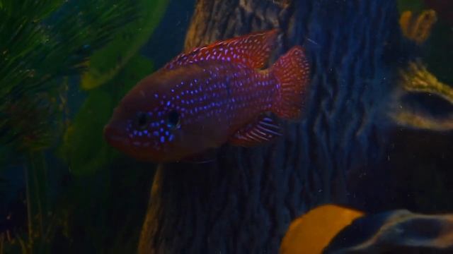 Хромис красавец Hemichromis lifalili смотреть онлайн