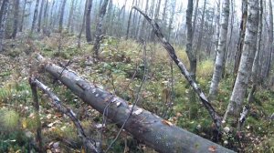 В поисках грибов в середине октября под Тосно, Ленобласть
