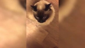 ЗЛЫЕ КОТЫ / КОШКИ АГРЕССИВНО СЕБЯ ВЕДУТ / ВРЕДНЫЕ КОШКИ