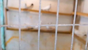 Добавил в рацион голубям ещё белка. Add more protein to pigeons