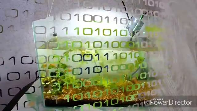 Уход за аквариумом. Еженедельный уход за аквариумом. Как ухаживать за аквариумом смотреть онлайн