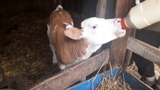 Симменталы . Начало пути .