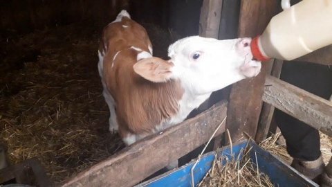 Симменталы . Начало пути .