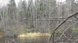 Казанский шлюз Тихвинской водной системы и озеро Лошево рядом с селом Сомино.