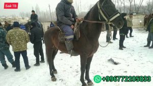 Куршаб жылкы базары 🐎! Сатылган баалары| 26.12.2020