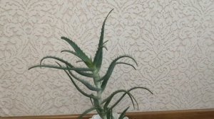 ВСЯ ПРАВДА об АЛОЭ: описание, как ухаживать, размножение, освещение, польза алоэ