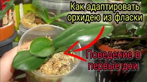 Орхидея из фласки Первые дни адаптации Нюансы ухода Первый полив.