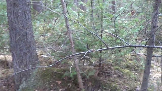 ЗОЛОТОНОСНЫЕ МЕСТА! ОБУСТРАИВАЮСЬ! БОЛЬШИЕ ПЛАНЫ! смотреть онлайн