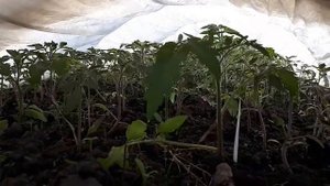 Выращивание рассады помидор в открытом грунте!