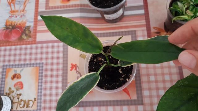 Обзор хойечек полученных в этом году  цветение хойи Crassipetiolata from Vietnam