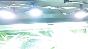 прожекторы в крышке аквариума