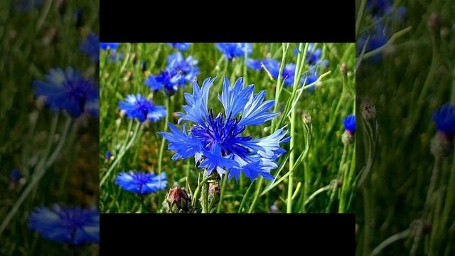 С праздником народного единства.Желаю мира во всём мире ❤️ смотреть онлайн