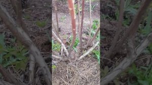 Голубика сорт Нельсон