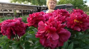 Пион Dark Chocolate. Май 2018