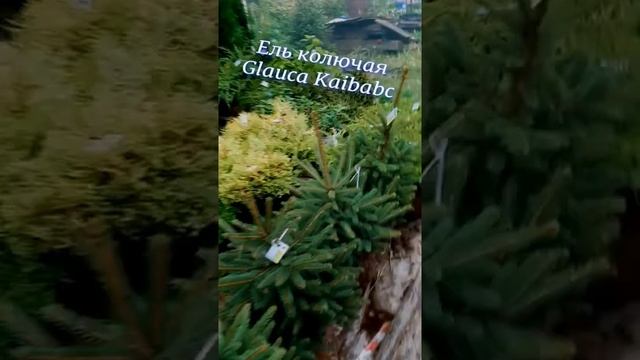 Ель колючая Glauca Kaibabc